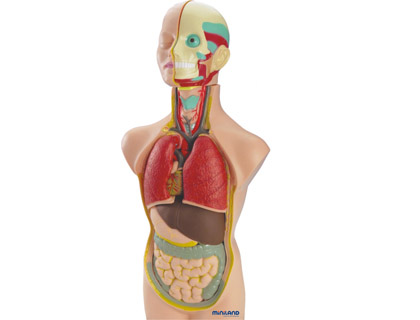 JOGO MINILAND ANATOMIA HUMANA 11 PECAS 50 CM
